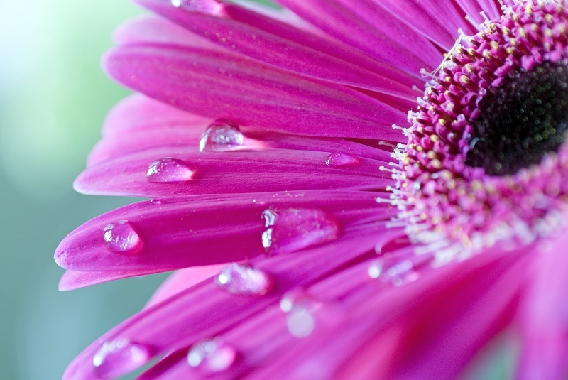 flowers flowers  / These flowers