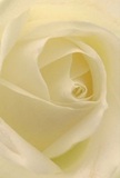 This image draws you deep into the heart of a pure cream-white rose, as if you're nestled safely within its soft, luminous petals right here in Palmers Green. Spirals unfold with the ease of a delicate sigh, their feather-light edges kissed by the softest touch of morning shadow. Each velvety layer is so finely curled, it suggests the hush of dawn breaking over Broomfield Park-a symbol of peace and a gentle beginning. The intimacy of this close perspective invites you to imagine the cool, silky sensation beneath your fingers, the subtle glimmer as sunlight filters through nearby townhouses. There's an understated elegance to its brief, translucent whispers of colour, making this rose the purest emblem of reverence or quiet admiration. Whether the bouquet stands at a memorial on Aldermans Hill or brightens a new home, its sweet, barely-there fragrance seems to hover in the air, carrying with it the spirit of kindness. As a Palmers Green florist, I feel this rose truly speaks to quiet artistry and heartfelt intention, capturing not just a flower but the gentle, sincere emotions we hope to share with those we love in our own north London neighbourhood.
